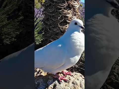 Part 1 – Ultimate 4K Relaxing Nature Compilation