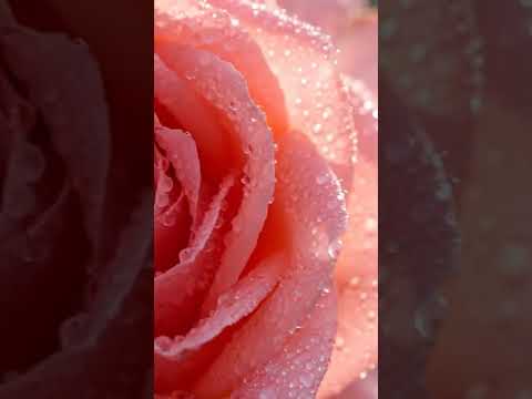 Part 2 – Ultimate Relaxing Nature Compilation | 4K Sleep & Study